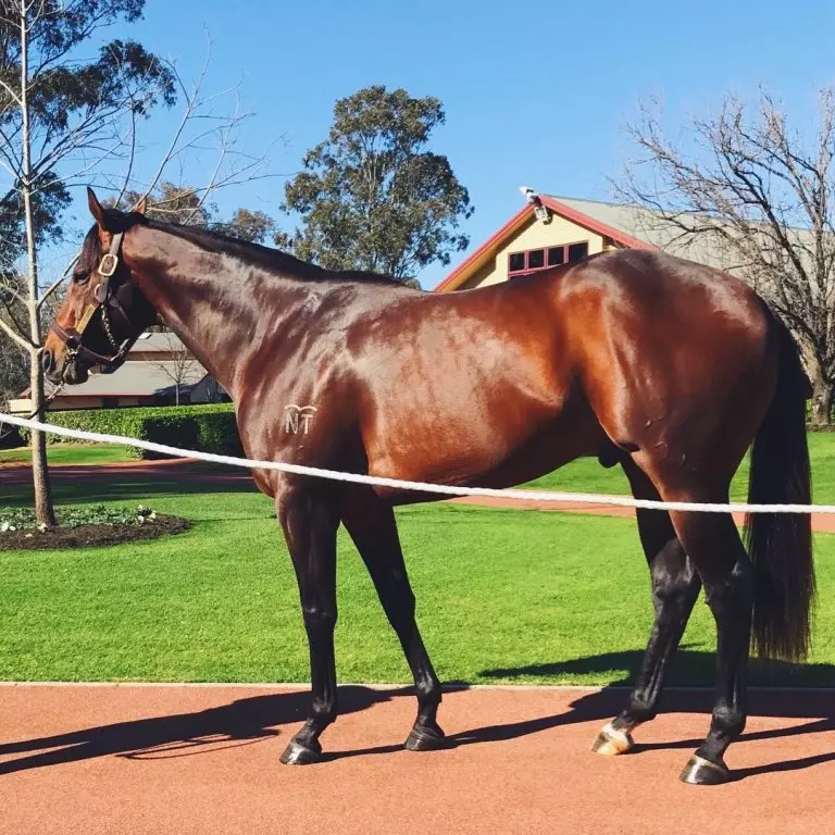 Newgate Stallion Parade 4 flying artie