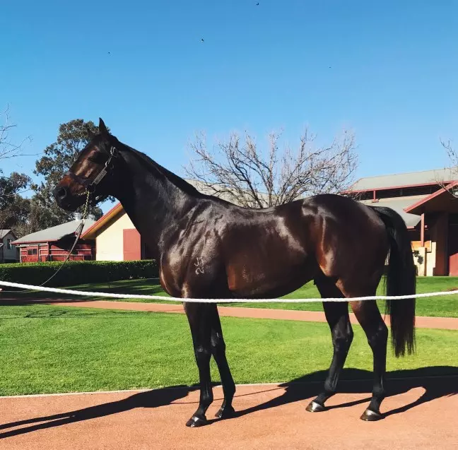 Newgate Stallion Parade 1 dissident