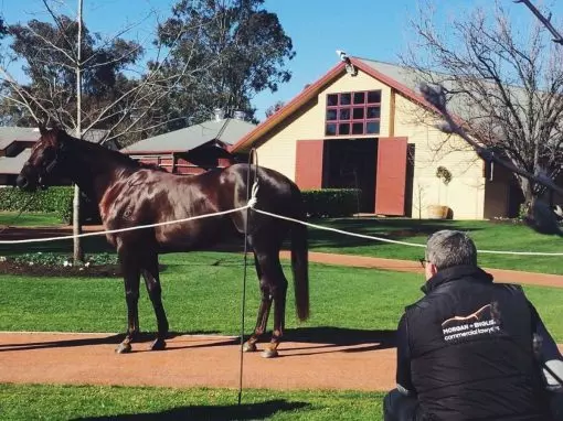 Newgate Stallion Parade 3