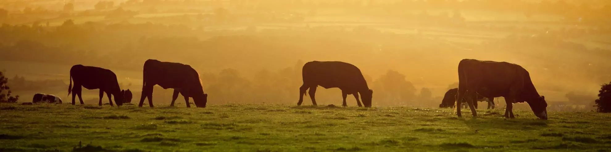 cows grazing in paddock