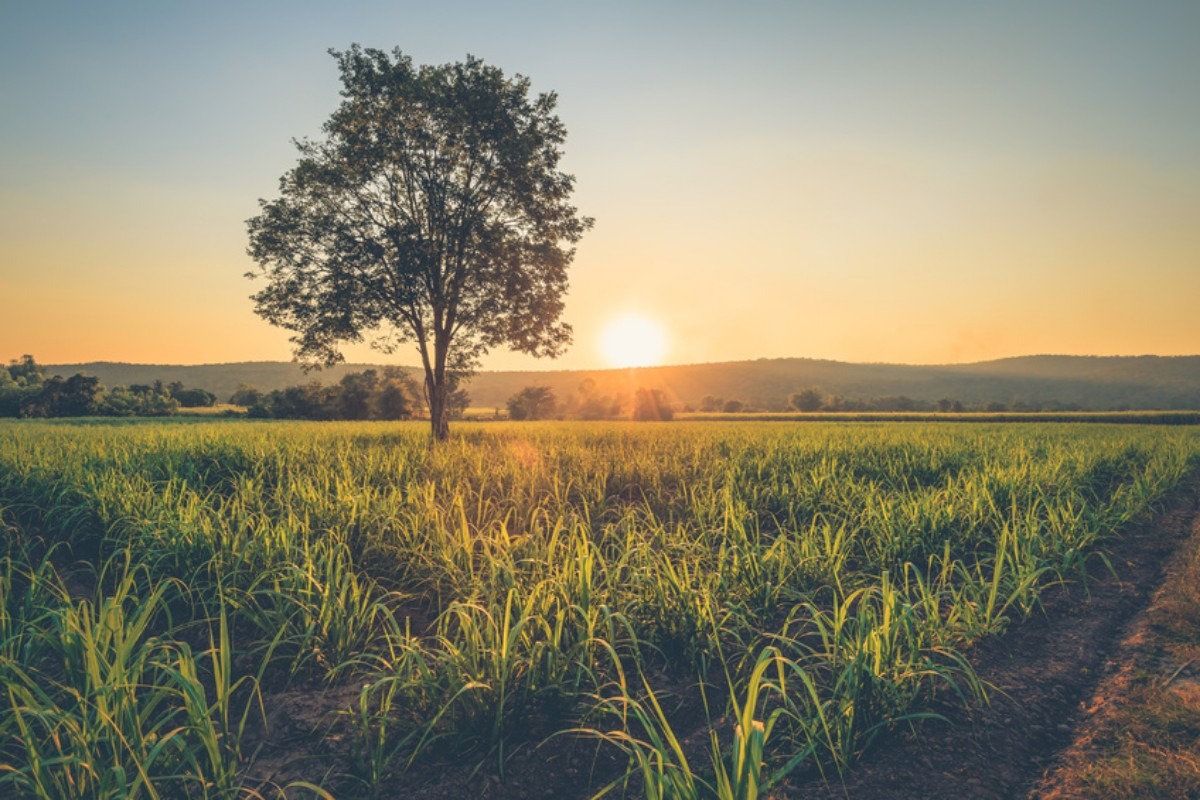 agriculture land